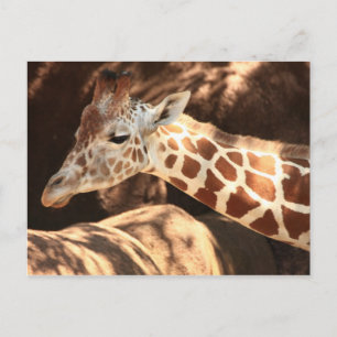 Giraffe Postcard