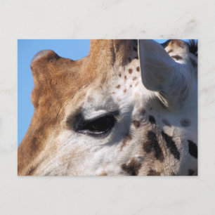 GIRAFFE POSTCARD