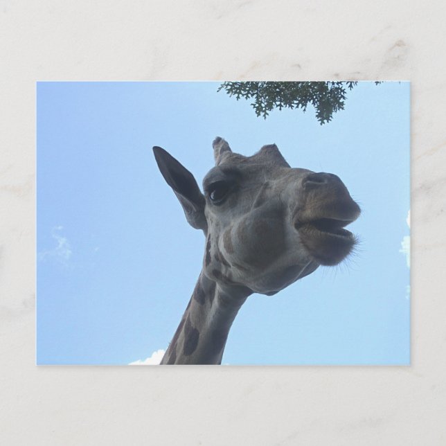 Giraffe Postcard (Front)