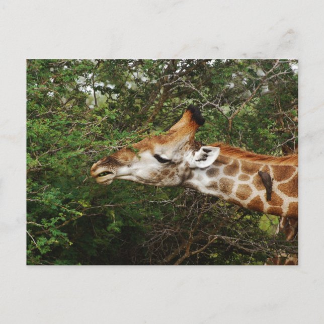 Giraffe Postcard (Front)