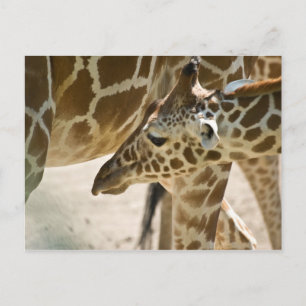Giraffe • Postcard