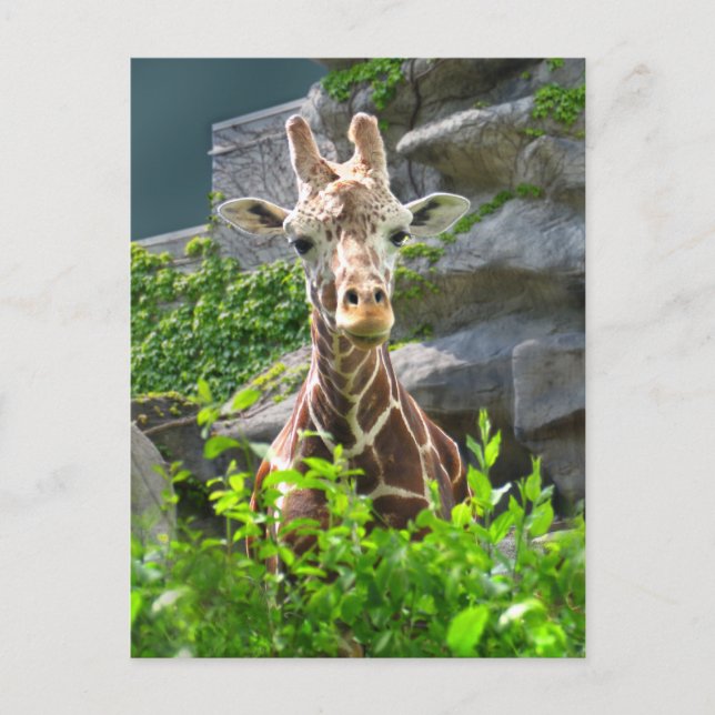 Giraffe Postcard (Front)