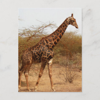 Giraffe Postcard