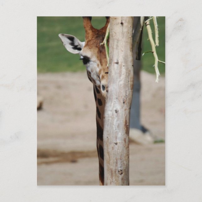 Giraffe Postcard (Front)