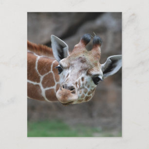 Giraffe Postcard