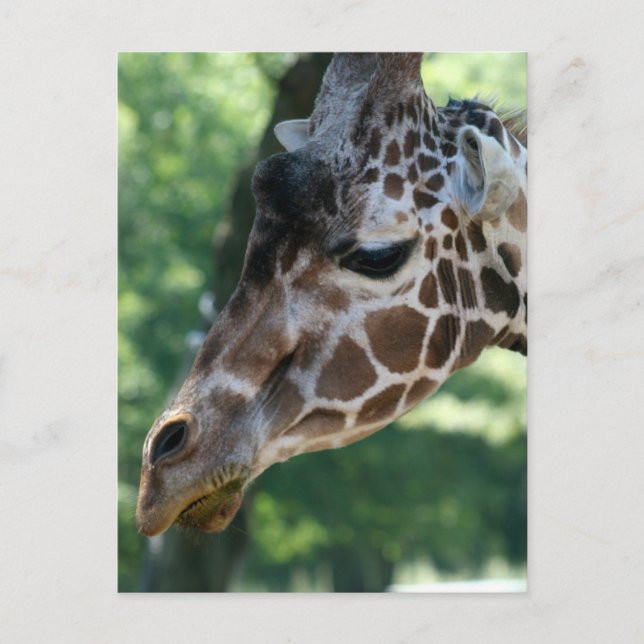 Giraffe Postcard (Front)