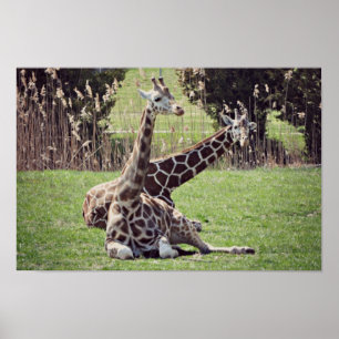 giraffe poster