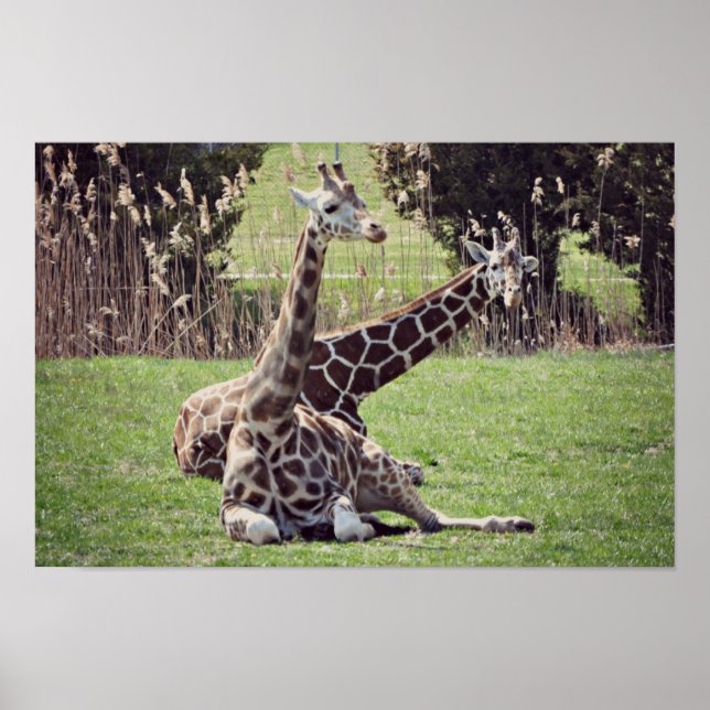 giraffe poster (Front)