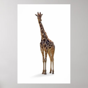 Giraffe Poster Print