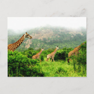 giraffe postkarte postcard