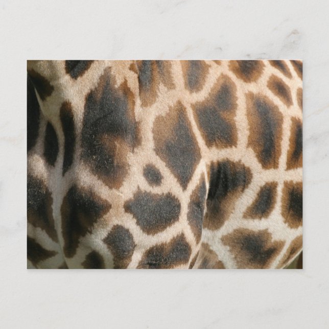 Giraffe Print Pattern Postcard (Front)