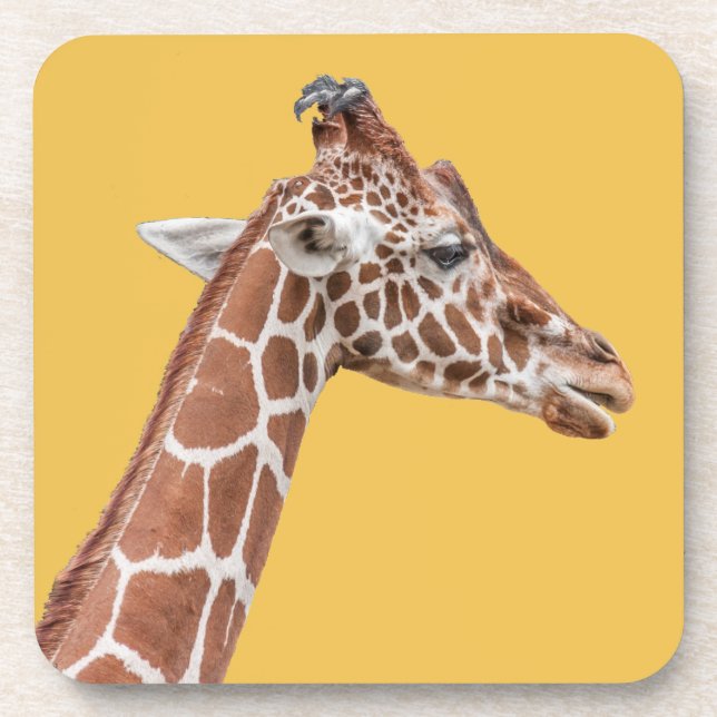 Giraffe profile coaster (Front)