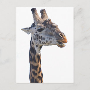 Giraffe Says Hello Tom Wurl Postcard