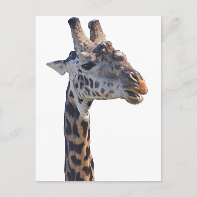 Giraffe Says Hello Tom Wurl Postcard (Front)