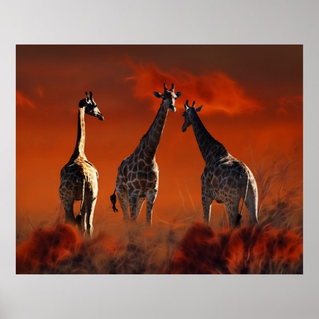Giraffe series from South African wild life Poster (Front)