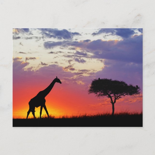 Giraffe silhouetted at sunrise, Giraffa Postcard (Front)