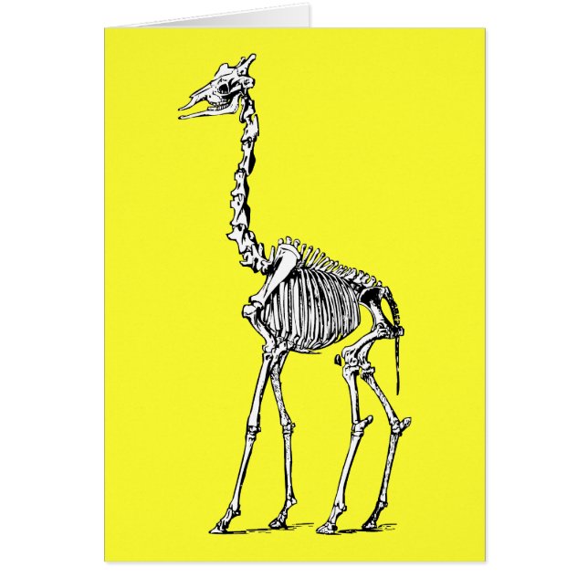 Giraffe Skeleton (Front)