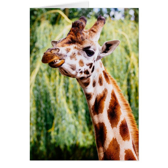 Giraffe Souriante, Animal Montrant Ses Dents (Devant)