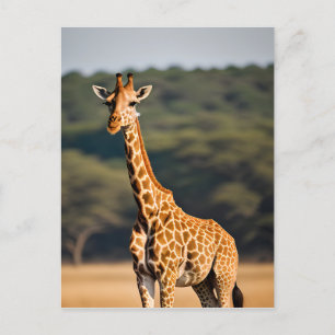 Giraffe Standing Tall Postcard