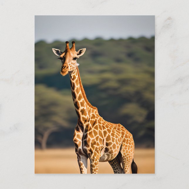 Giraffe Standing Tall Postcard (Front)