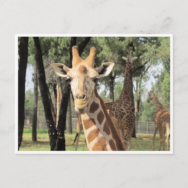 giraffe stare postcard (Front)