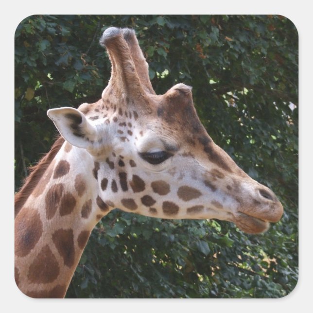 Giraffe Stickers (Front)