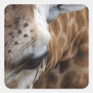Giraffe Stickers