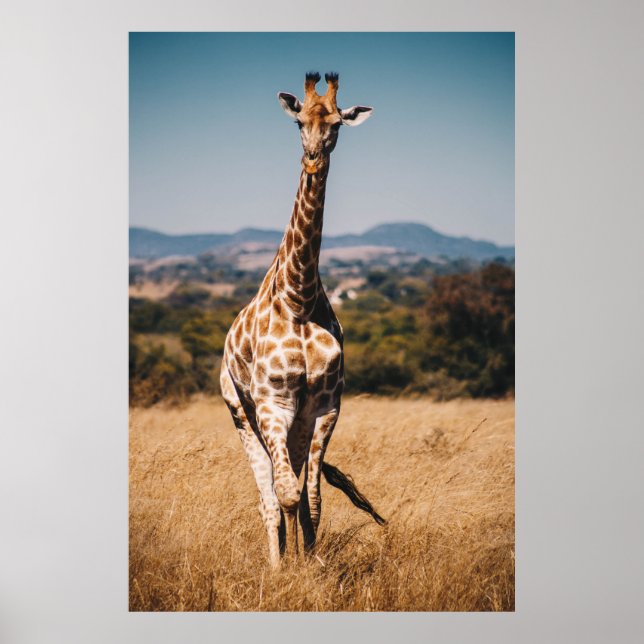 GIRAFFE SURROUNDED BY BROWN GRASS POSTER (Front)