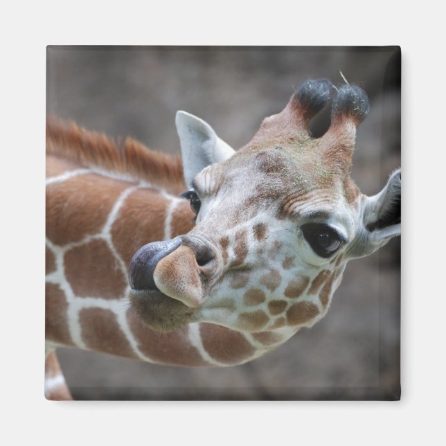 Giraffe Tongue Magnet (Front)