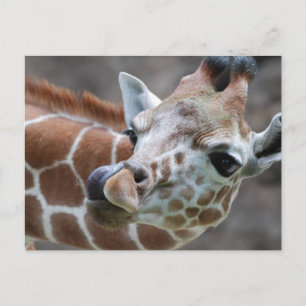 Giraffe Tongue Postcards