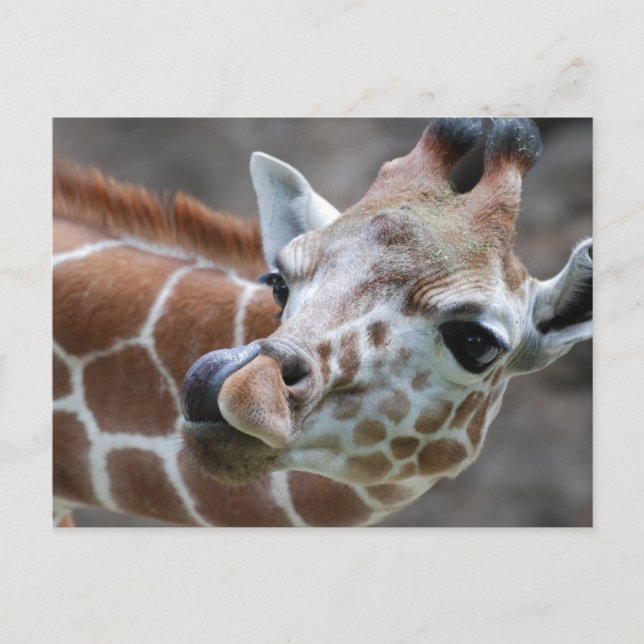 Giraffe Tongue Postcards (Front)