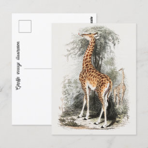 Giraffe vintage illustration postcard