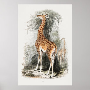 Giraffe vintage illustration poster