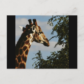 Giraffe wildlife safari postcards