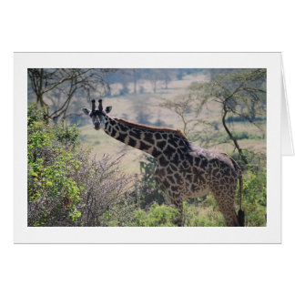 Giraffe with Extended Neck