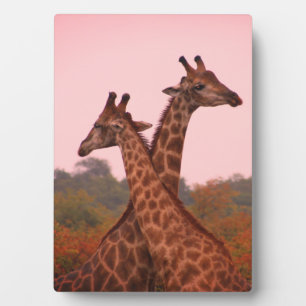 Giraffe with pink sky and mopani trees plaque