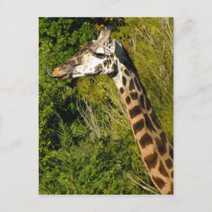 Giraffe with Tongue Sticking Out Curled Up Postcard