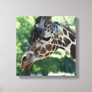 Giraffe Wrapped Canvas