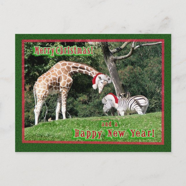 Giraffe Zebra Christmas Holiday Postcard (Front)