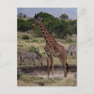 giraffe zebra postcard