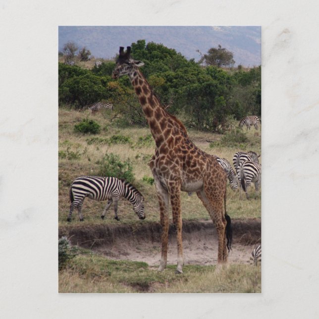 giraffe zebra postcard (Front)