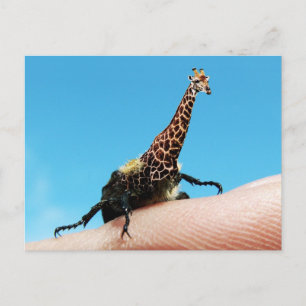 Giraffebeetle postcard