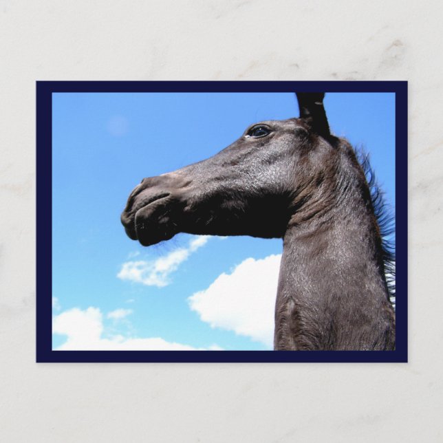 Giraffed Horse Postcards (Front)
