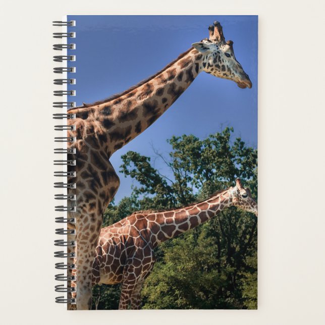 Giraffes (Devant)