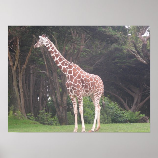 giraffes 002 canvas poster (Front)