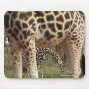 Giraffes 2 mouse pad