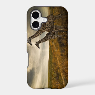 Giraffes and The Landscape