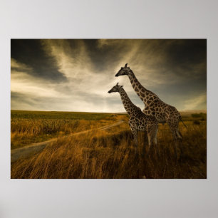 Giraffes and The Landscape Poster