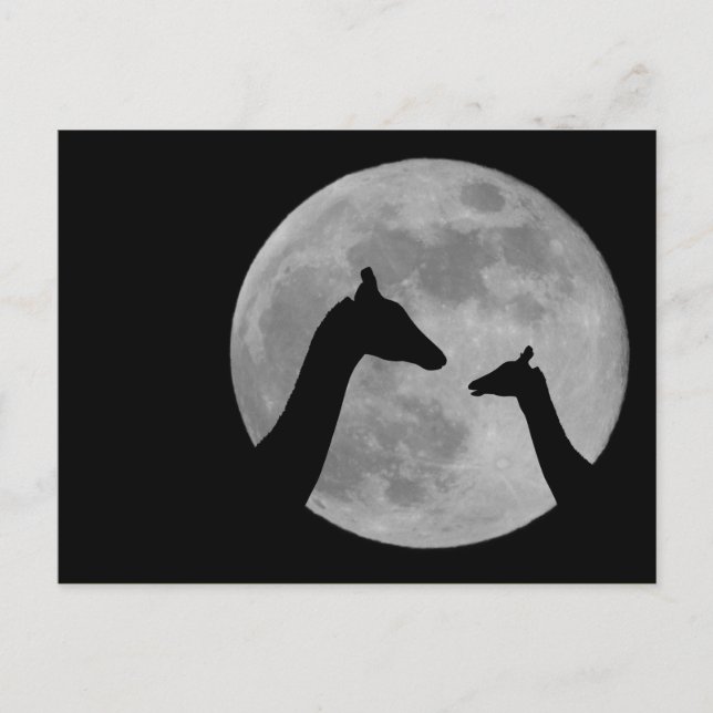 Giraffes At Fullmoon Night Postcard (Front)