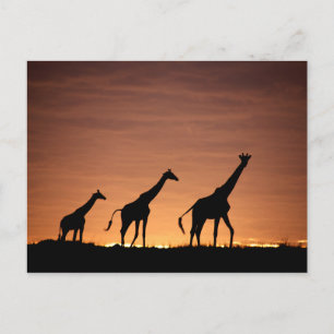 Giraffes at Sunset Postcard